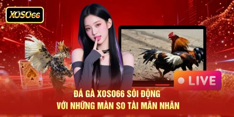 Đá gà XOSO66 sôi động với những màn so tài mãn nhãn Đá gà XOSO66 sôi động với những màn so tài mãn nhãn