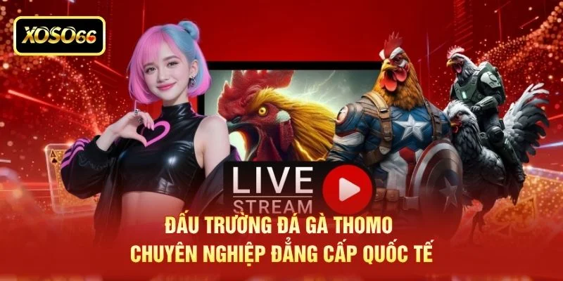 Đấu trường đá gà thomo chuyên nghiệp đẳng cấp quốc tế Đấu trường đá gà thomo chuyên nghiệp đẳng cấp quốc tế