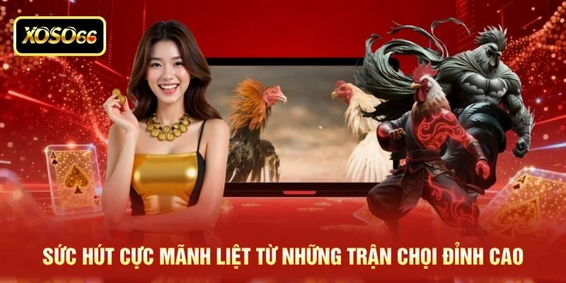 Sức hút cực mãnh liệt từ những trận chọi đỉnh cao Sức hút cực mãnh liệt từ những trận chọi đỉnh cao